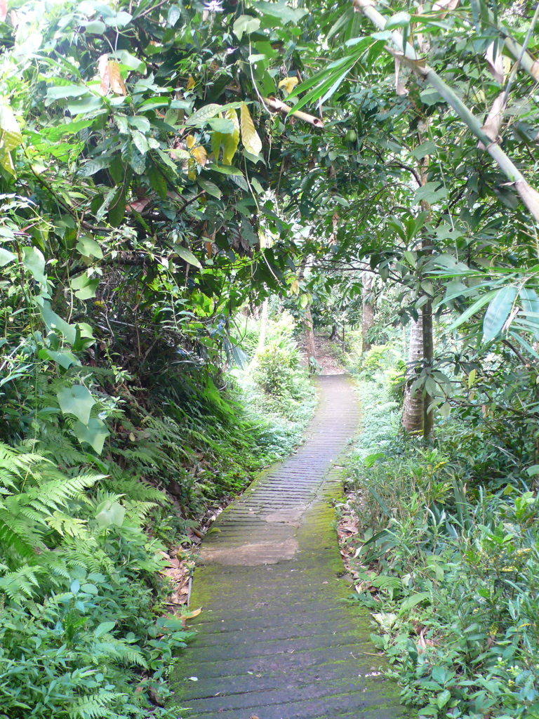 Der Weg durch den dichten Blätterwald...